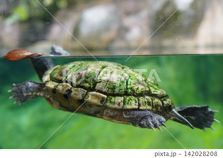 Freshwater Turtle Swimming Underwater in Aquarium Freshwater Turtle Swimming Underwater in Aquarium 142028208