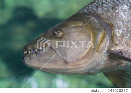 Goliath Tigerfish Fierce Predator Close Up Underwater 142028227