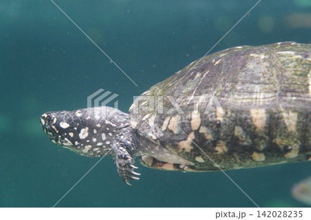 Spotted Turtle Swimming Underwater in Clear Green Water 142028235