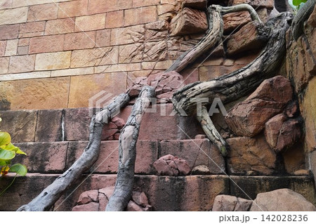 Ancient tree roots intertwine with an old stone wall 142028236