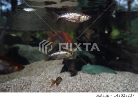 Vibrant Rainbowfish Swimming in a Freshwater Aquarium Vibrant Rainbowfish Swimming in a Freshwater Aquarium 142028237
