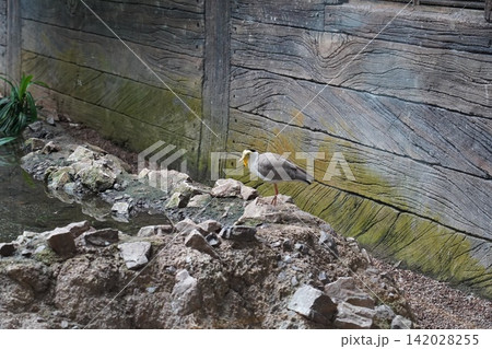 Masked Lapwing by Water in a Natural Setting Masked Lapwing by Water in a Natural Setting 142028255