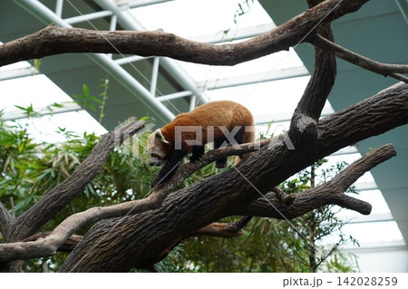 Red Panda walking on tree branches in a zoo habitat 142028259