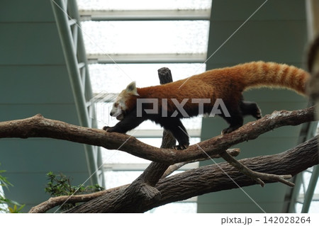 Red Panda Walking on a Tree Branch at the Zoo Red Panda Walking on a Tree Branch at the Zoo 142028264