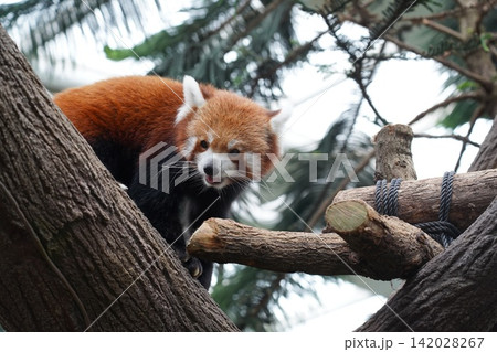 Cute Red Panda in a Tree Wild Animal Portrait 142028267