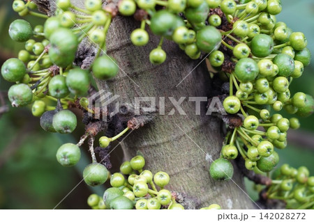 Unripe Green Figs Clustered on Tree Trunk Unripe Green Figs Clustered on Tree Trunk 142028272