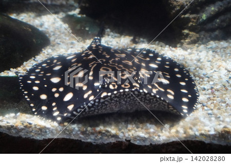 Stunning Ocellate River Stingray Resting on Sandy Bottom 142028280