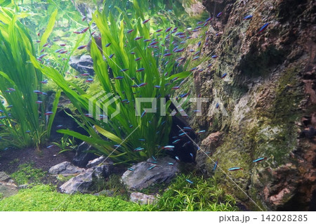 Vibrant Neon Tetras swimming in a lush aquarium Vibrant Neon Tetras swimming in a lush aquarium 142028285