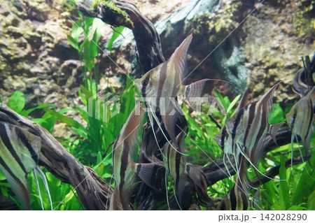 Beautiful Angelfish Swimming in a Freshwater Aquarium Beautiful Angelfish Swimming in a Freshwater Aquarium 142028290