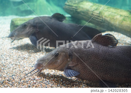 Large Pleco Catfish Swimming in Freshwater Aquarium Large Pleco Catfish Swimming in Freshwater Aquarium 142028305