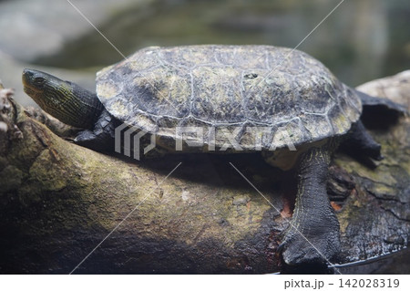 Striped turtle resting on a wet log near water Striped turtle resting on a wet log near water 142028319