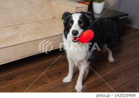 St Valentines Day concept. Funny cute puppy dog border collie holding red heart in mouth smiling at home indoor background. Lovely pet dog in love on valentines day gives gift. Love lovesick sorry St Valentines Day concept. Funny cute puppy dog border collie holding red heart in mouth smiling at home indoor background. Lovely pet dog in love on valentines day gives gift. Love lovesick sorry 142028409