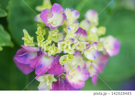 紫陽花 紫陽花 142028485
