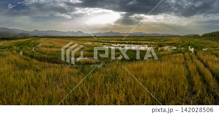 Panoramic view of flooded rice fields and reeds in Marjal de Pego Oliva Natural Park during sunset under a cloudy sky 142028506