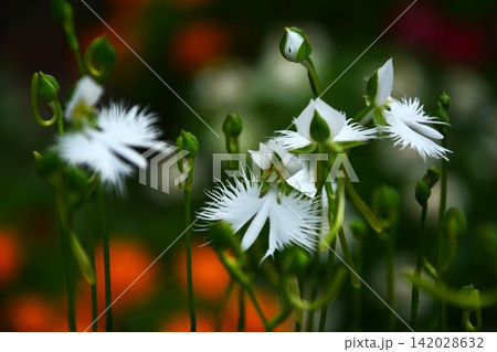 夏に咲く白いサギソウの花 夏に咲く白いサギソウの花 142028632