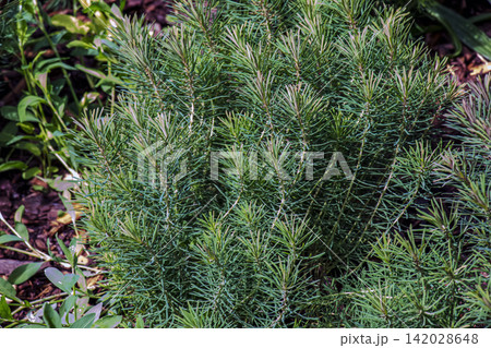 Atlas Cedar Cedrus atlantica with Blue Green Needles and Fresh Spring Growth Atlas Cedar Cedrus atlantica with Blue Green Needles and Fresh Spring Growth 142028648