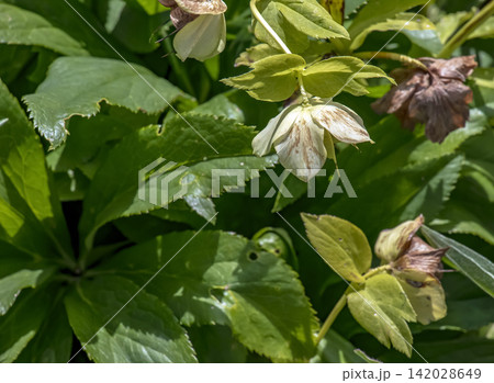 Helleborus hybridus with Fading Cream Flowers and Dark Green Leaves 142028649