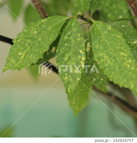 Delicate Green Leaf Against a Soft Background Delicate Green Leaf Against a Soft Background 142028757