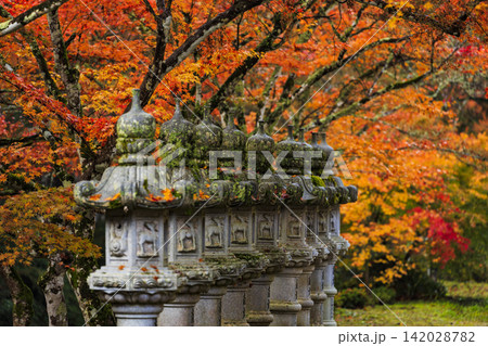 広島県紅葉の名所三原佛通寺の石燈篭と紅葉 広島県紅葉の名所三原佛通寺の石燈篭と紅葉 142028782