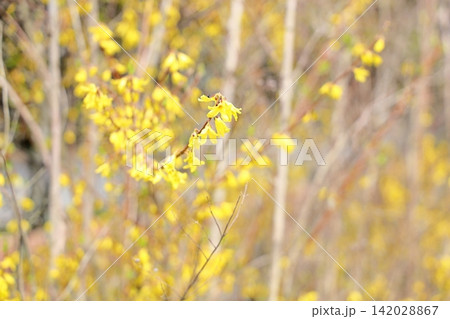 春花 レンギョウの花 満開 春花 レンギョウの花 満開 142028867