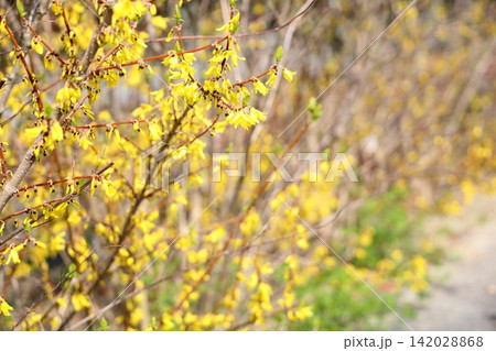 春花 レンギョウの花 満開 春花 レンギョウの花 満開 142028868
