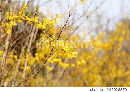 春花 レンギョウの花 満開 春花 レンギョウの花 満開 142028870