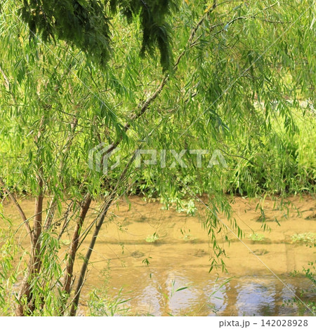 Willow Tree and Pond in a Summer Park 142028928