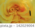 朝食 142029004