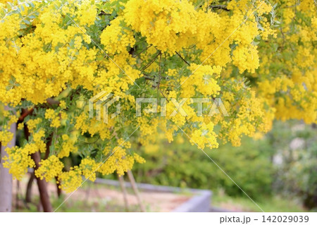爽やか 春花 パールアカシアの花 爽やか 春花 パールアカシアの花 142029039