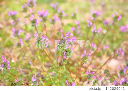 可愛い 野花 ホトケノザ 可愛い 野花 ホトケノザ 142029041