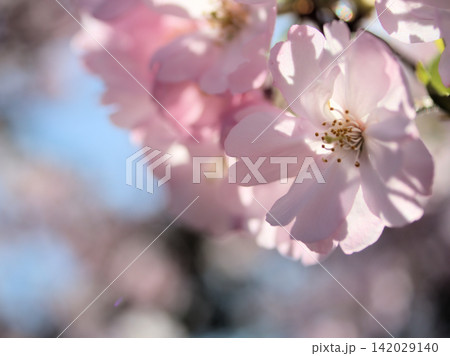 晴れた4月に美しく咲いたサクラ「思川(オモイガワ)」 晴れた4月に美しく咲いたサクラ「思川(オモイガワ)」 142029140