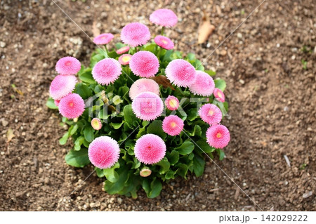 可愛い デイジーの花 可愛い デイジーの花 142029222