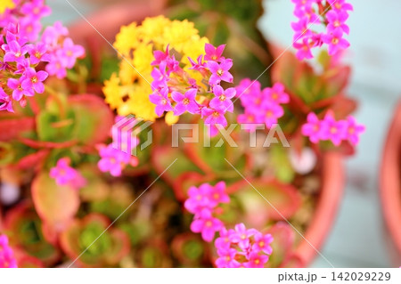 可愛い カランコエの花 可愛い カランコエの花 142029229