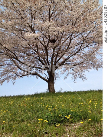 丘の上の桜の木 丘の上の桜の木 142029287