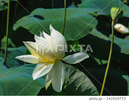 初夏を告げる白い蓮の花 初夏を告げる白い蓮の花 142029733