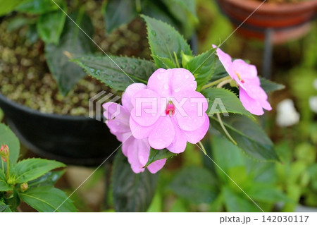 可愛い　インパチェンスの花 142030117