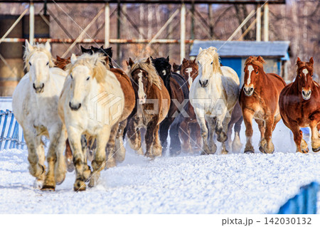 白銀の雪煙を巻き上げながら群れをなして雪上を疾走する十勝の農用馬たちによる馬追 白銀の雪煙を巻き上げながら群れをなして雪上を疾走する十勝の農用馬たちによる馬追 142030132