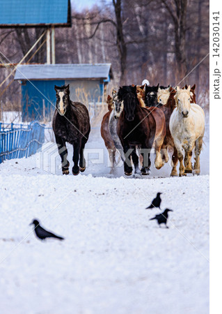 寒厳な十勝の冬空のもと雪煙を蹴り上げて突き進む馬たちの力強さと生命力あふれる姿 寒厳な十勝の冬空のもと雪煙を蹴り上げて突き進む馬たちの力強さと生命力あふれる姿 142030141