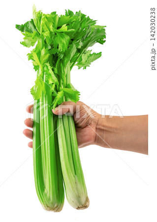 fresh Celery Stalk Vegetable Ingredient Close Up fresh Celery Stalk Vegetable Ingredient Close Up 142030238
