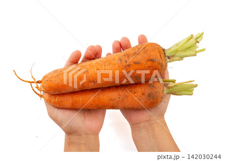 fresh Carrots With Soil Natural Vegetable Ingredient fresh Carrots With Soil Natural Vegetable Ingredient 142030244