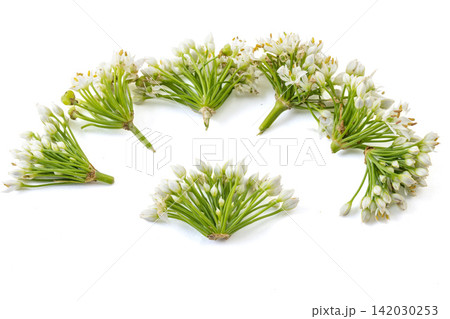 fresh Chinese Chive Flowers Green Vegetable Ingredient Close Up 142030253