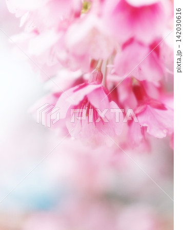 桜の花びらのやわらかな春景色 142030616