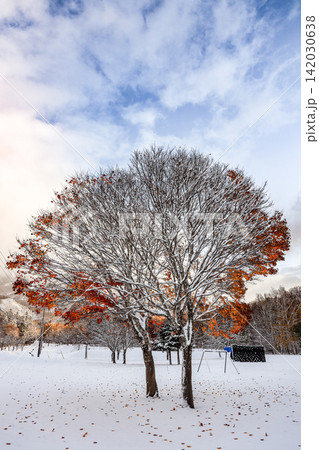 雪原に立つイタヤカエデの木、残った紅葉と白い雪のコントラストが美しい北海道の風景 雪原に立つイタヤカエデの木、残った紅葉と白い雪のコントラストが美しい北海道の風景 142030638