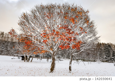北海道の冬を彩る、白い雪、青空、そしてイタヤカエデの残存紅葉のパノラマ 北海道の冬を彩る、白い雪、青空、そしてイタヤカエデの残存紅葉のパノラマ 142030641
