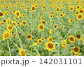 たくさんのヒマワリ畑 142031101