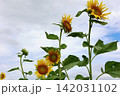 空を見上げる向日葵 142031102
