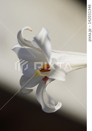 満開の白い花を咲かせるユリ 満開の白い花を咲かせるユリ 142031346
