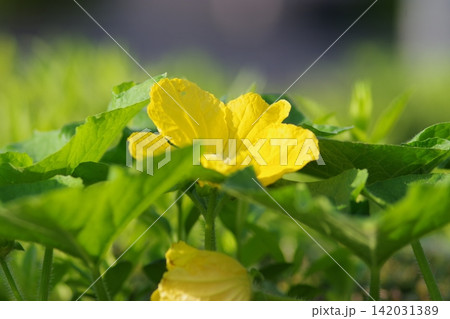 黄色いウリ科の花 黄色いウリ科の花 142031389