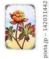 Vintage hand drawn illustration of cloudberry with clusters of orange berries, red and green autumn leaves, decorative floral border, and watercolor texture on a light background 142031442