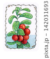 Vintage hand drawn illustration of lingonberry with clusters of red berries and green leaves, surrounded by a delicate botanical border and watercolor background 142031693